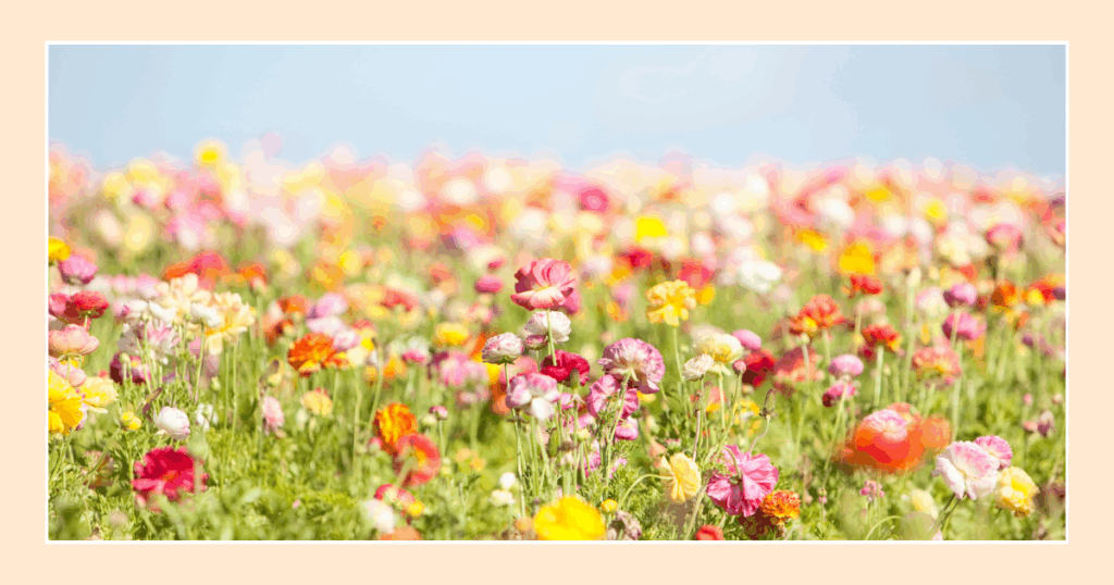 パーソナルカラー診断スプリングの似合う春の花畑のイメージ写真